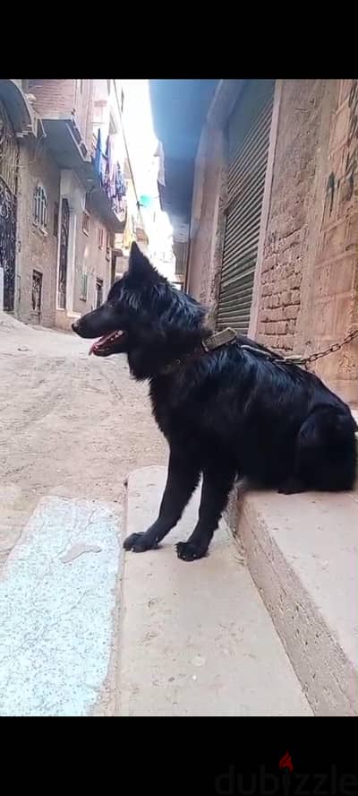 دكر رويال بلاك 7 شهور