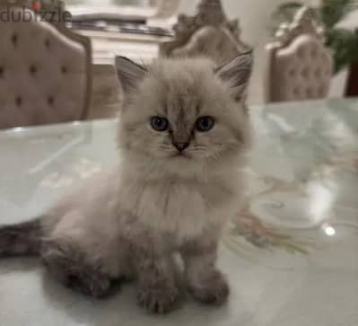 مطلوب قطه هيمالايا شوكلت او راغدول بنت عمرها شهرين او ثلاثه كحد أقصى