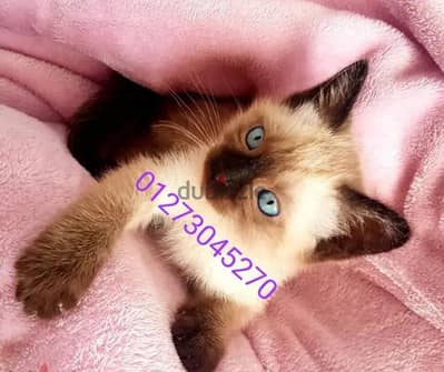سيامي كيتن سيامى  Siamese kitten