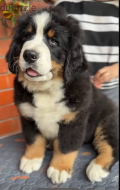Bernese mountain puppy boy from Russia
