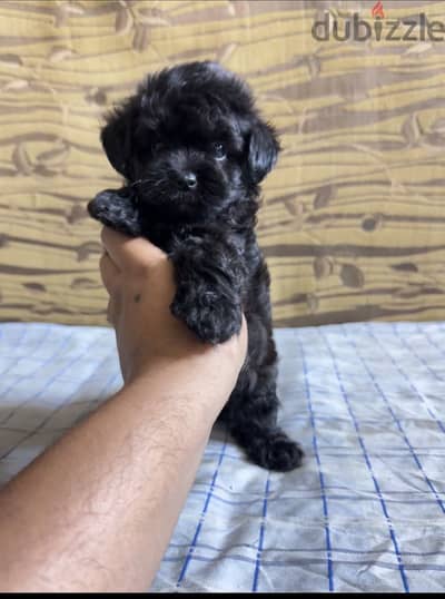 Toy poodle