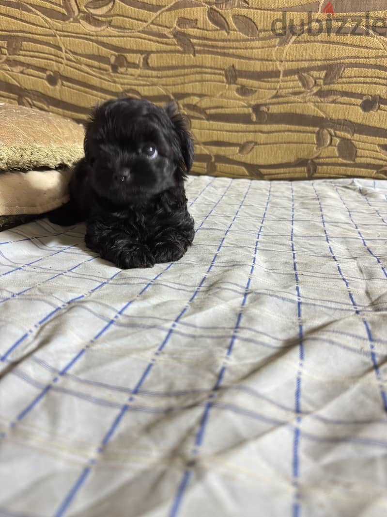 Toy poodle 1