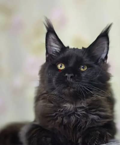 Maine coon kitten boy from Russia