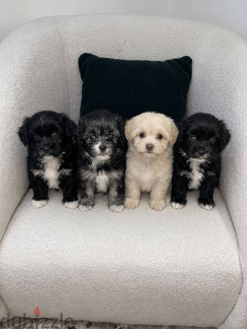 Haven's 4