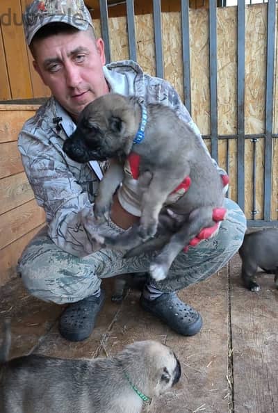 Kangal puppy boy from