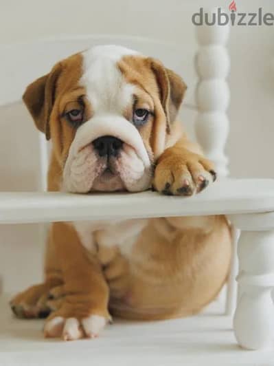 English bulldog puppies boys from Russia