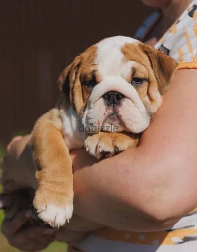 English bulldog puppies boys from Russia