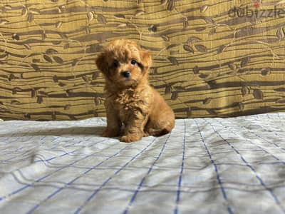 Toy poodle