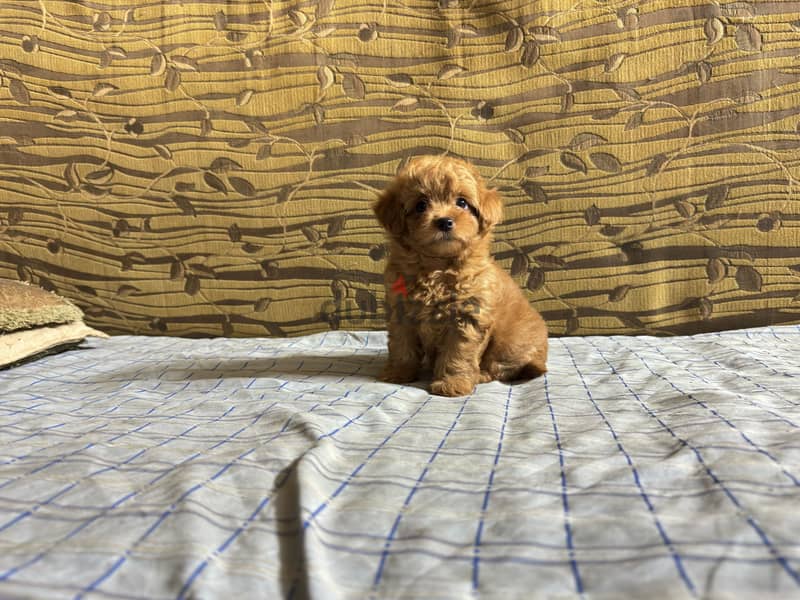 Toy poodle 1