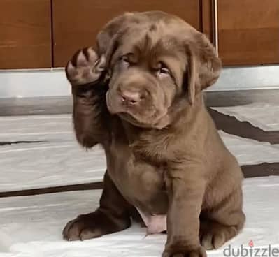 Labrador retriever puppy boy from Russia