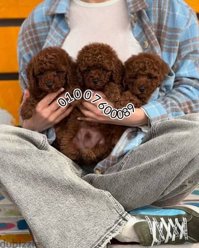 Poodle puppies pure-اجمل كلاب بودل