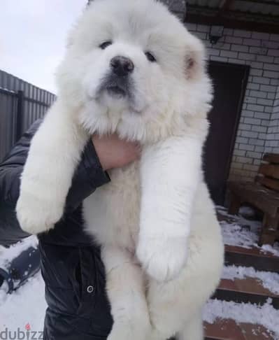 Caucasian shepherd puppy boy from Russia