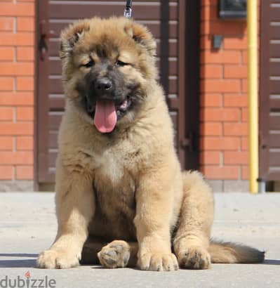 Caucasian shepherd puppy boy from Russia