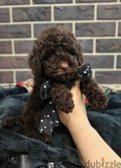 Toy poodle puppy female from Russia
