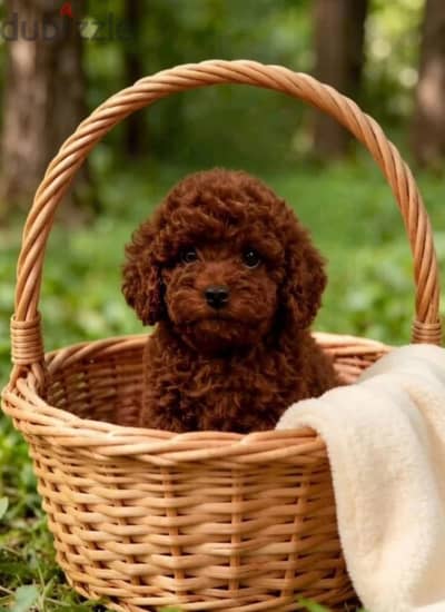 Toy poodle puppy female from Russia