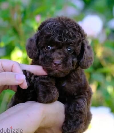 Toy poodle puppy boy from Russia