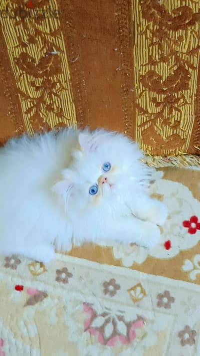 ذكر هيمالايا اورانج