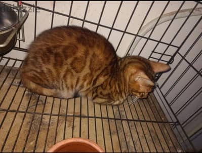 bengal cat