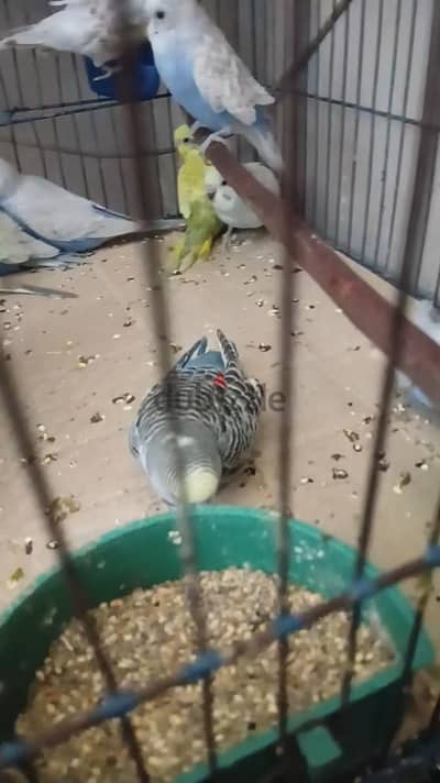 شبابات استرالي