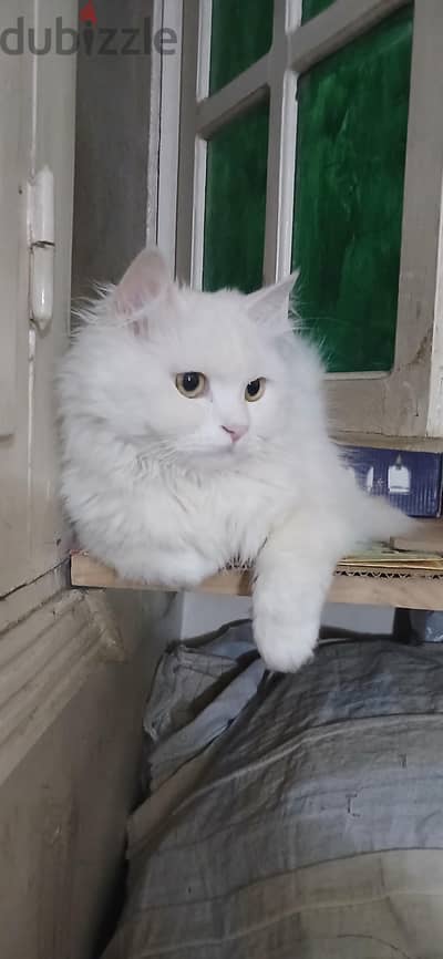 بالو قط شيرازي ٣ سنين متعقم للتبني
