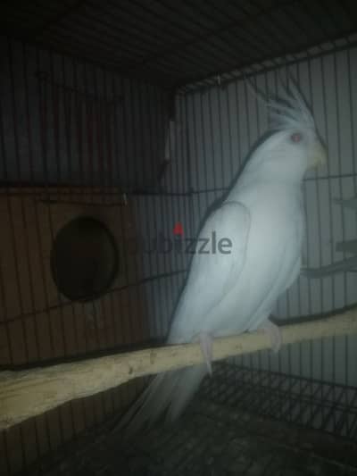 ذكر اللبينو