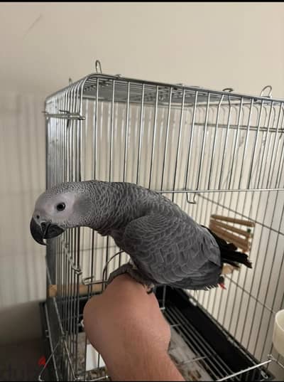 Zanzibar parrot