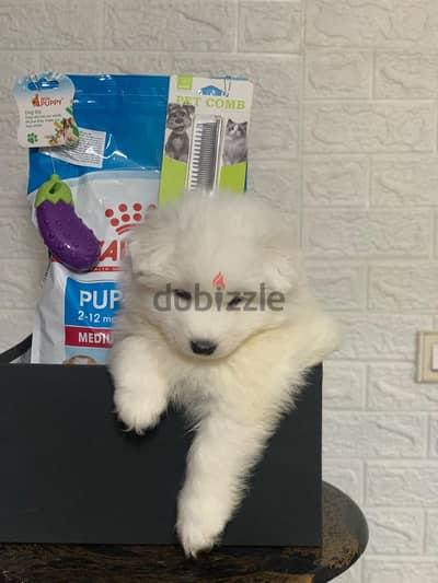 samoyed pure 100% 43 days