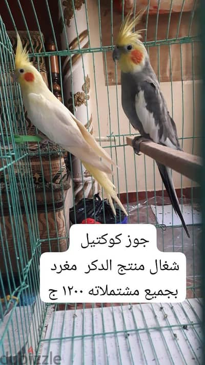 جوز كوكتيل ١٢٠٠ج