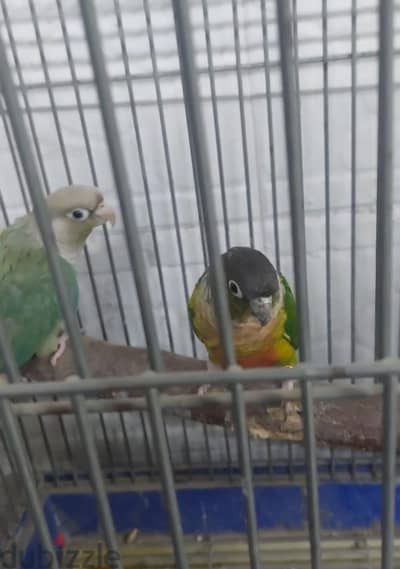 ٣ حتت جرينات للمبتدئين وسعرهم مميز جدا