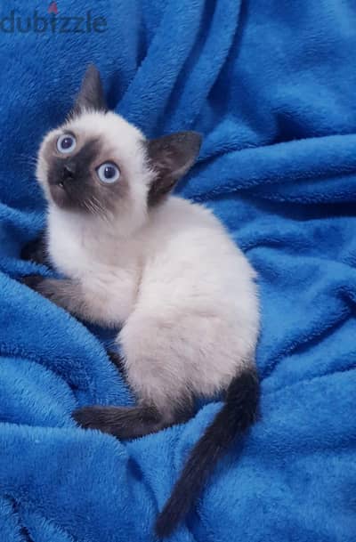 سيامي كيتن سيامى Siamese kitten