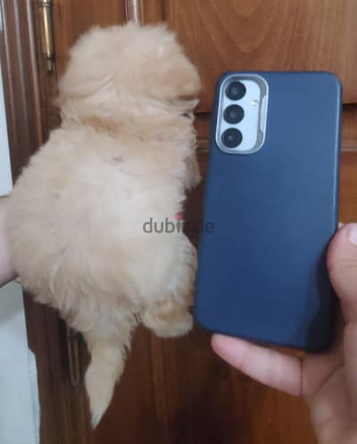 poodle maltipoo puppy