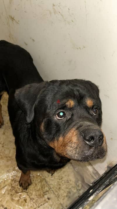 rottweiler male للزواج فقط