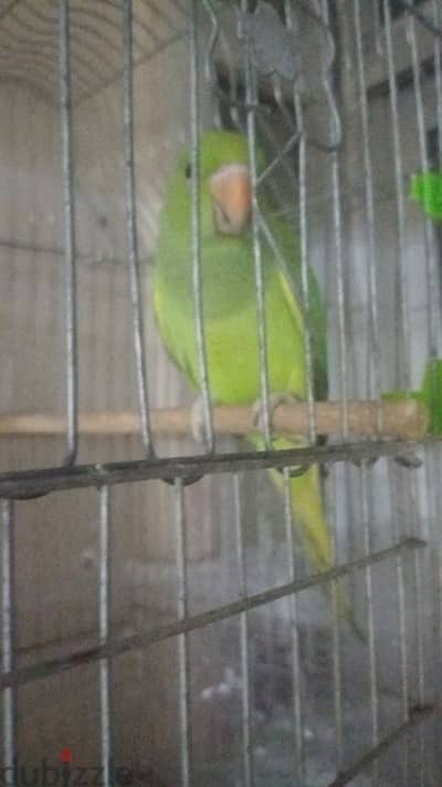 جوز دره شغال