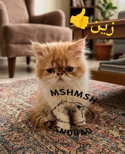 ولد  هاف بيكى