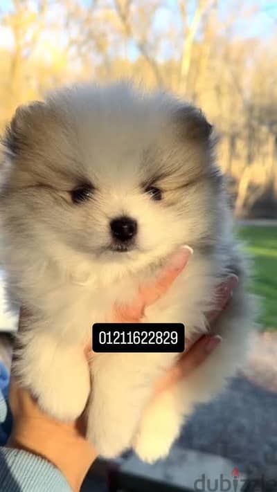 Pomeranian puppies