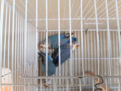 عصافير روز 3 حتت شباب