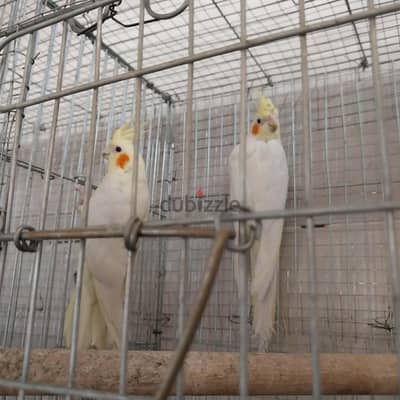 كوكتيل لاتينى عين حمرا اول شغل