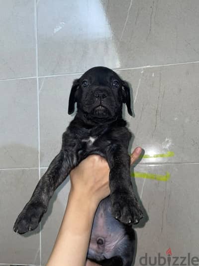 Presa canario puppies for sale age 2 months in fifth settlement cairo