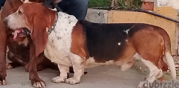 Basset hound  كلب الصيد الأصيل - فرصة نادرة لمحبي الكلاب! 