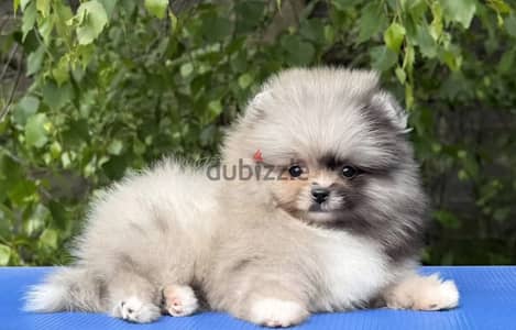 Pomeranian puppy female from Russia