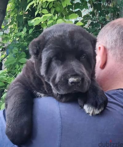 Central Asian shepherd Alabai puppy female from Russia