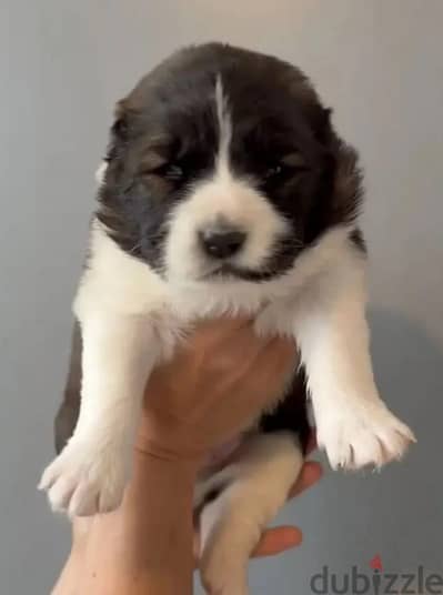 Caucasian shepherd puppy boy from Russia