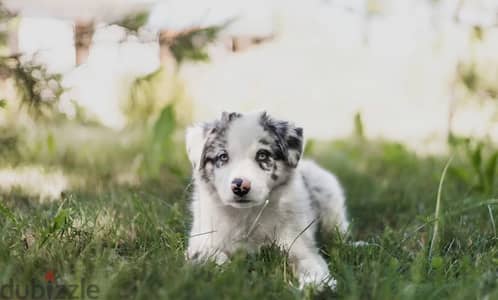 Australian shepherd puppy female