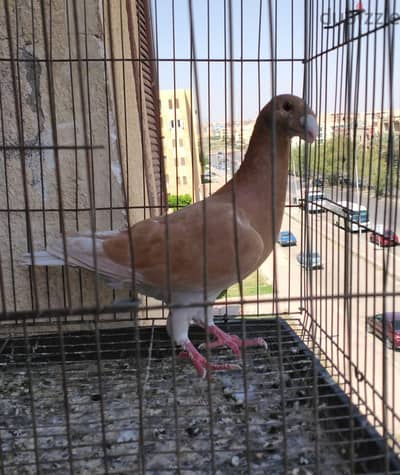 دكرجيرمين بيوتى  هومر زايف مشاء الله