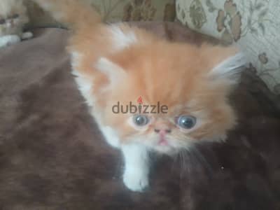 2 ذكر فان عيون زرقاء