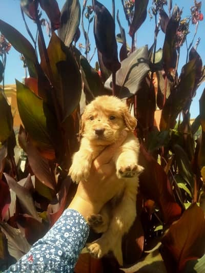 Golden Retriever 40 days