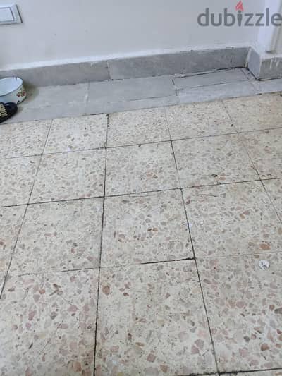 كلب بيتبول شرس