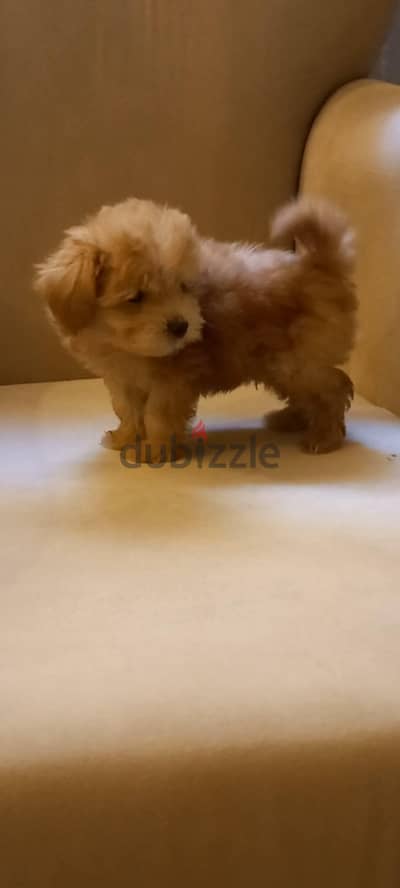 maltipoo & poodle