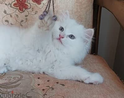 بيكي فيس دبل كوت بيور أصلي