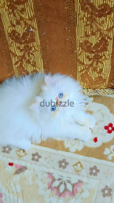 بسم الله للبيع ولد هيمالايا اروانج زي القمر